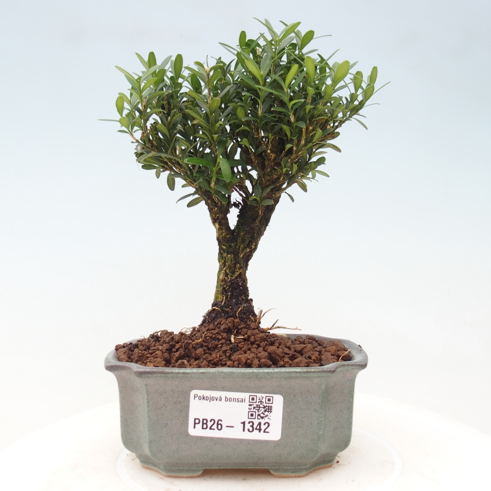 Izbové bonsaje - Buxus harlandii - korkový buxus