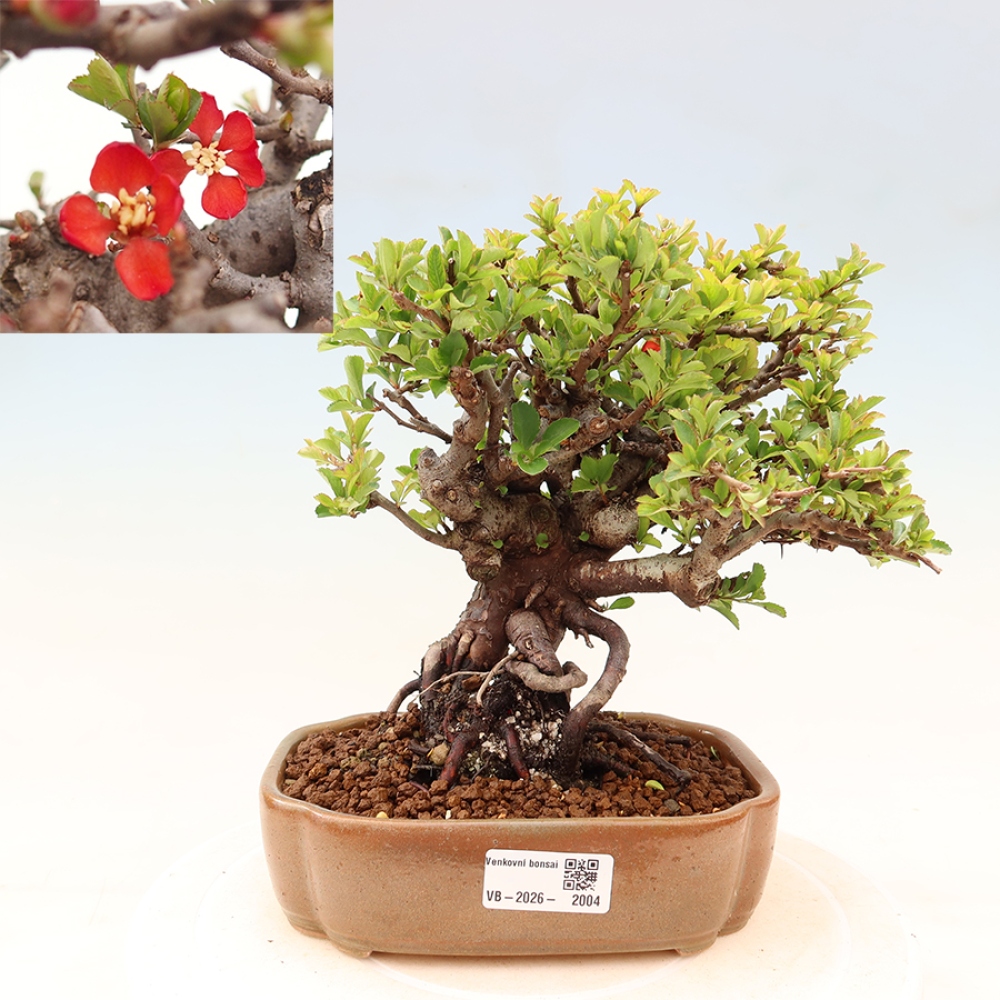 Vonkajší bonsaj - Chaneomeles speciosa Chojubai