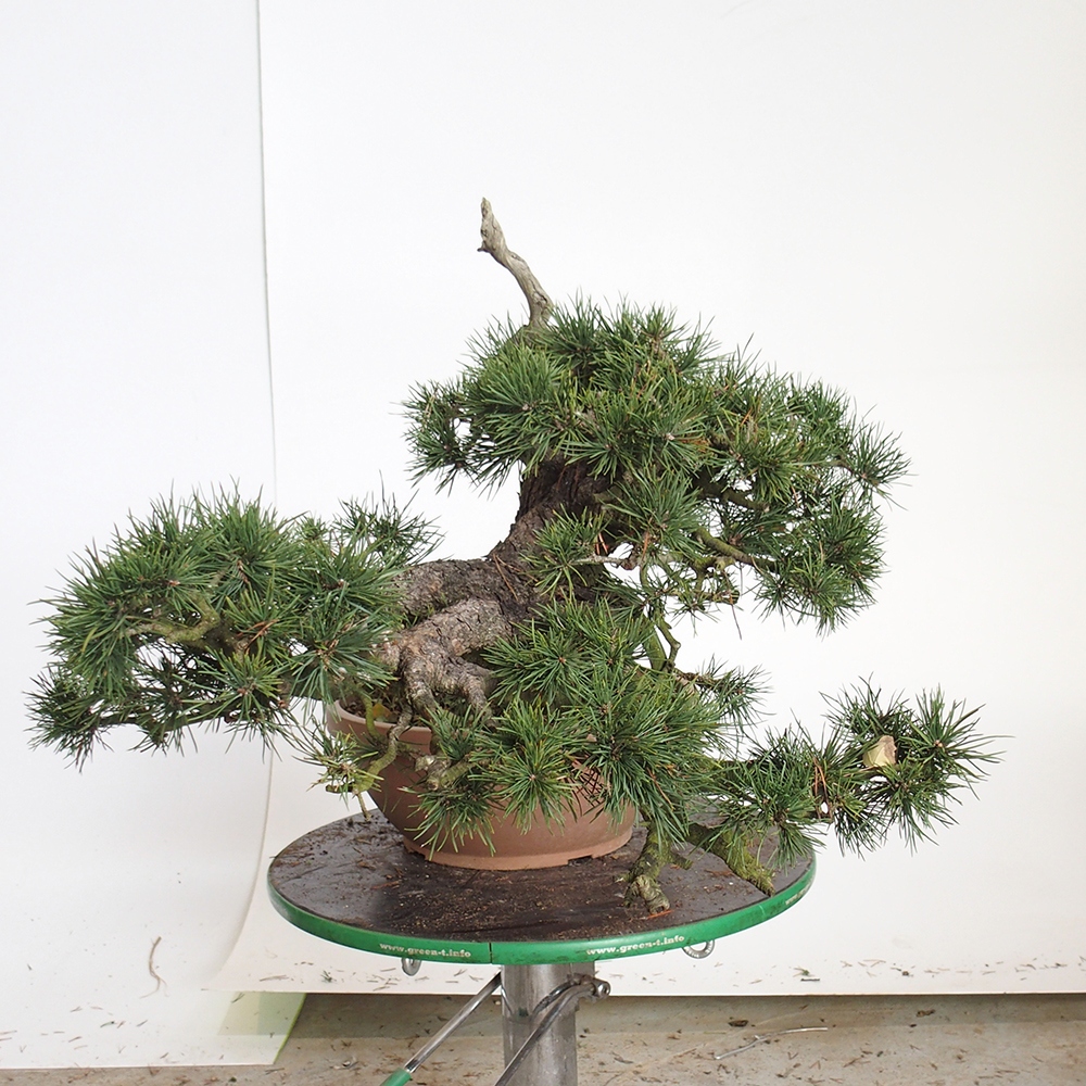 Yamadori - Pinus sylvestris Španielsko