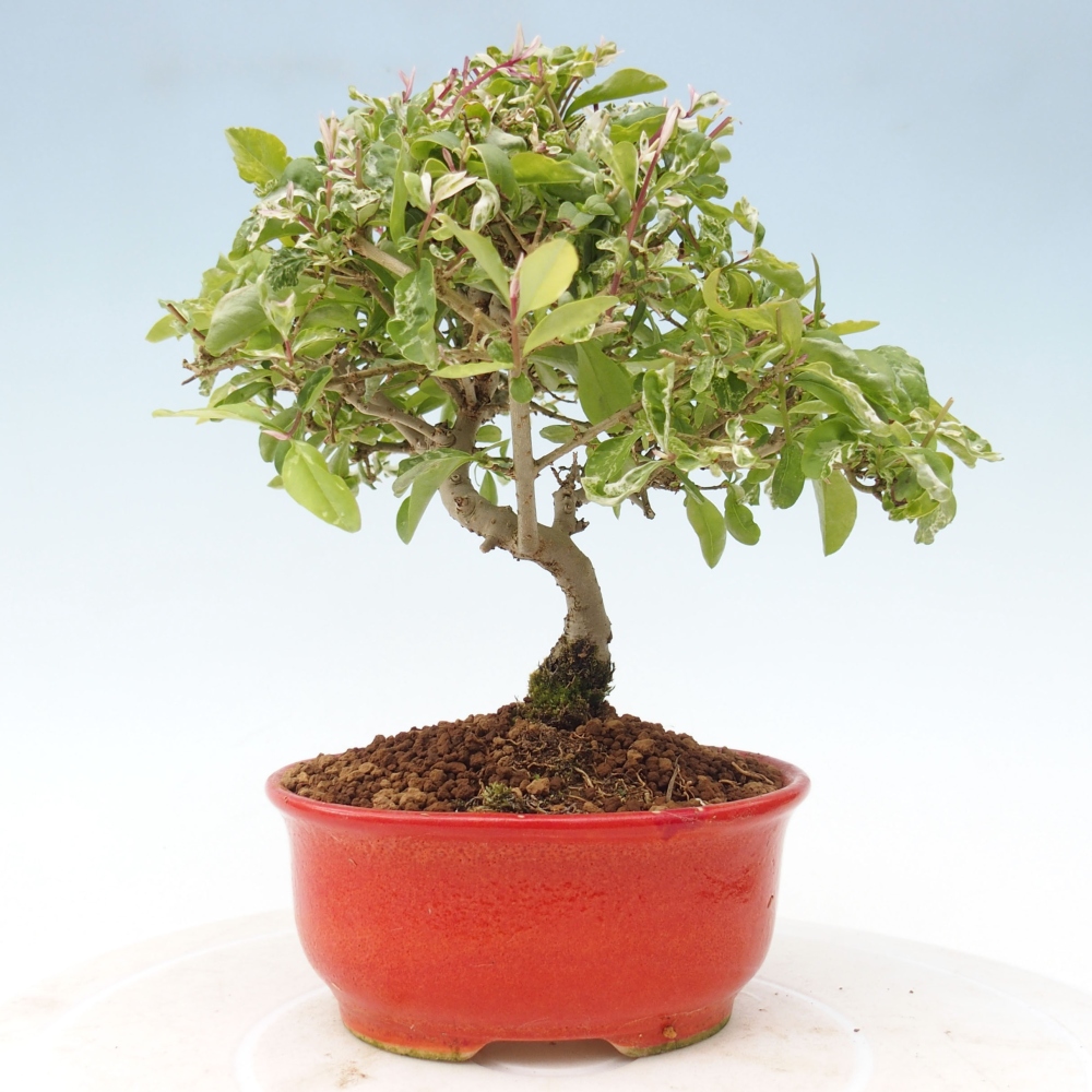Vonkajší bonsai - Ligustrum obtusifolium - Vtáčí zob tupolistý