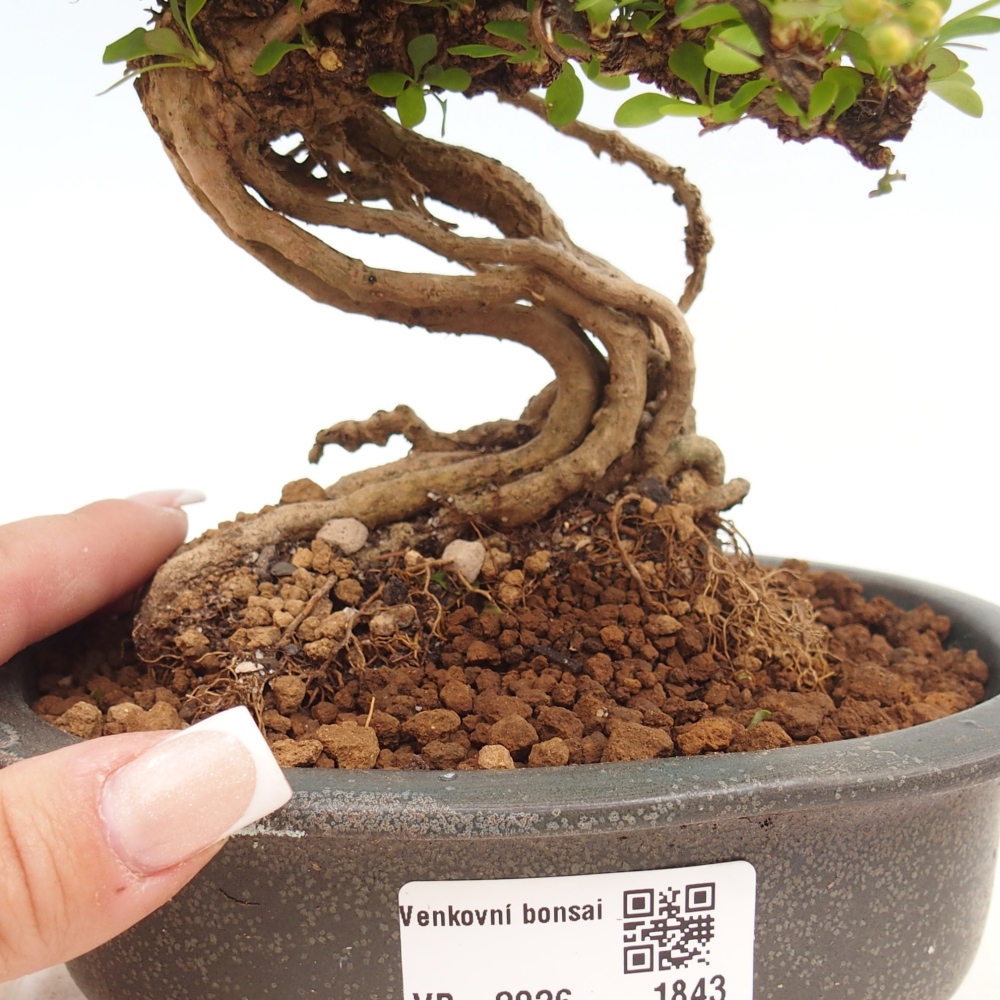 Vonkajšie bonsaje - Berberis coreana