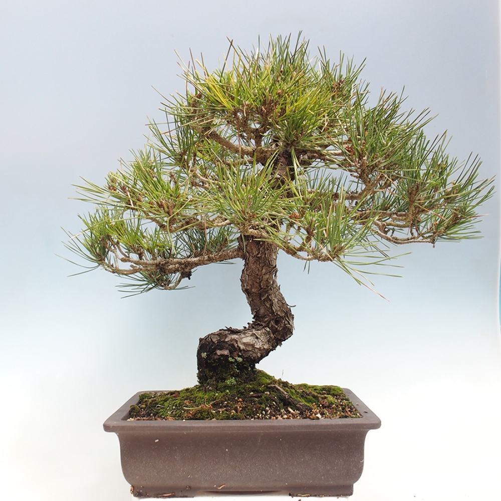 Vonkajšie bonsaje - Pinus thunbergii - borovica Thunbergova
