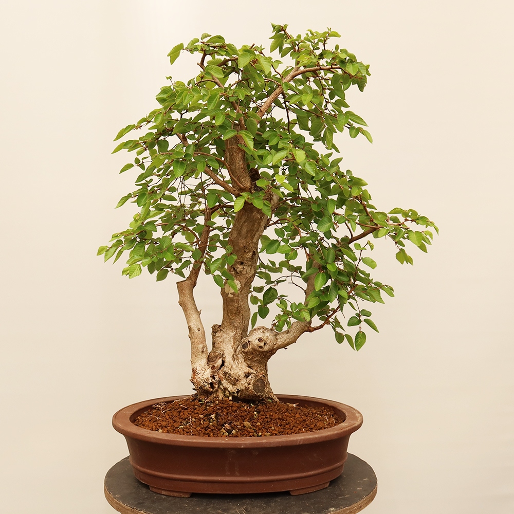 Vonkajší bonsai -Carpinus Coreana - Hrab kórejský
