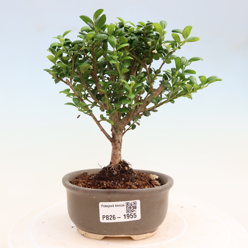 Izbový bonsaj - Ilex crenata - Cesmína