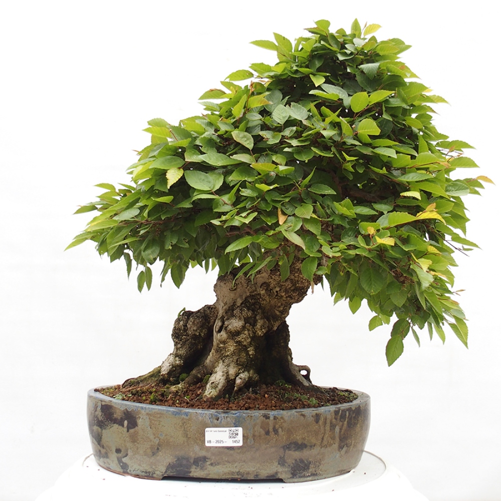 Vonkajší bonsai -Carpinus CARPINOIDES - Hrab kórejský