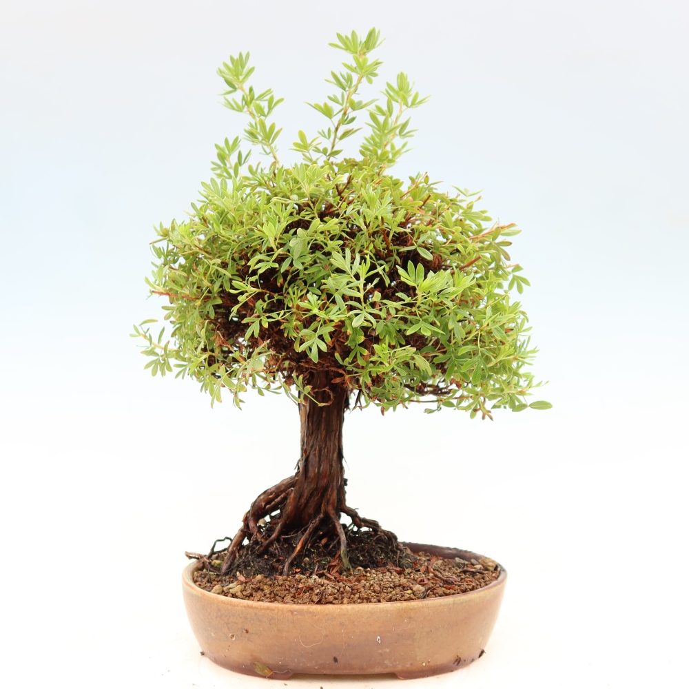 Vonkajšie bonsaje - Potentila fruticosa
