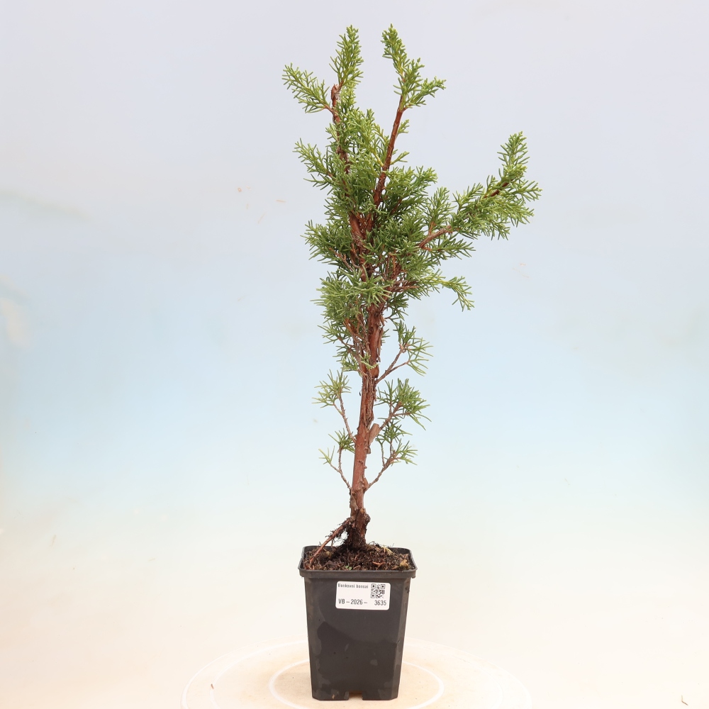 Vonkajší bonsaj - Juniperus chinensis Kishu
