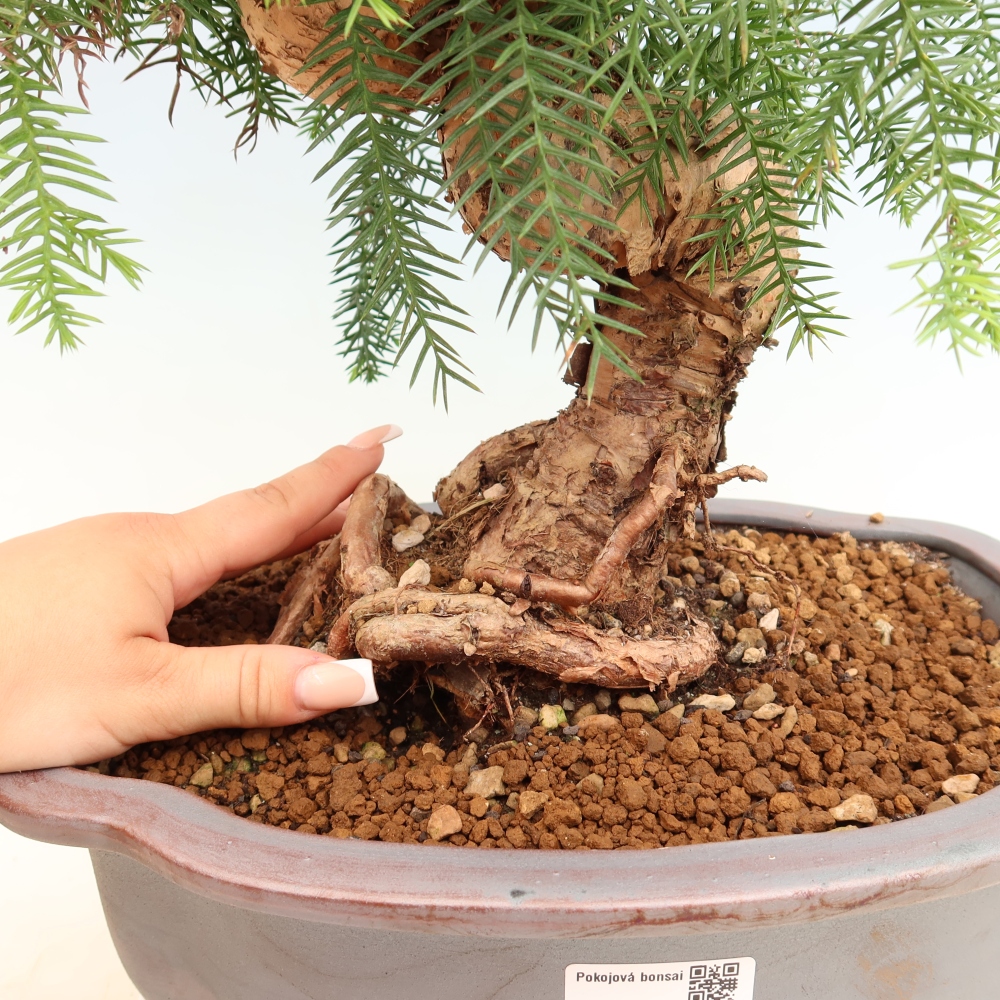 Izba bonsai – Araukária – izba smreček