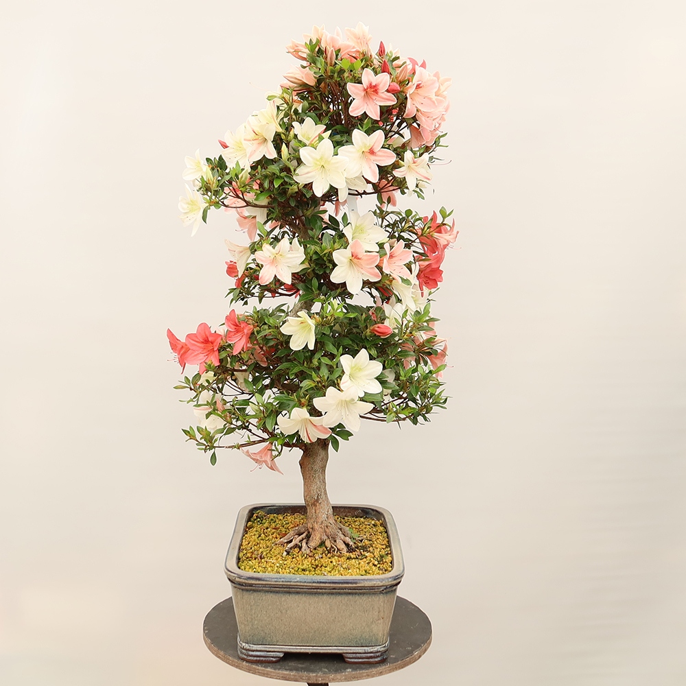 Vonkajšie bonsaje - Japonské azalky - Azalea Saishun
