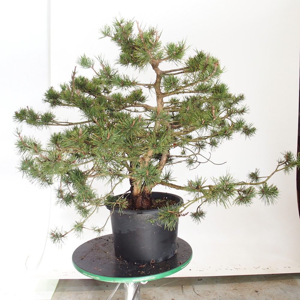 Yamadori - Pinus sylvestris Španielsko