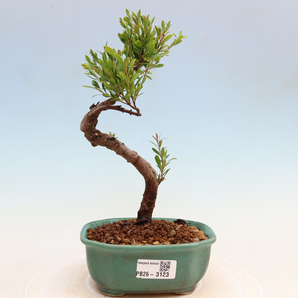 Izbové bonsaje - Syzygium - Pimento