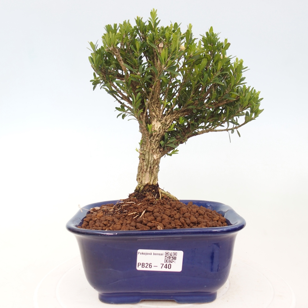 Izbové bonsaje - Buxus harlandii - korkový buxus