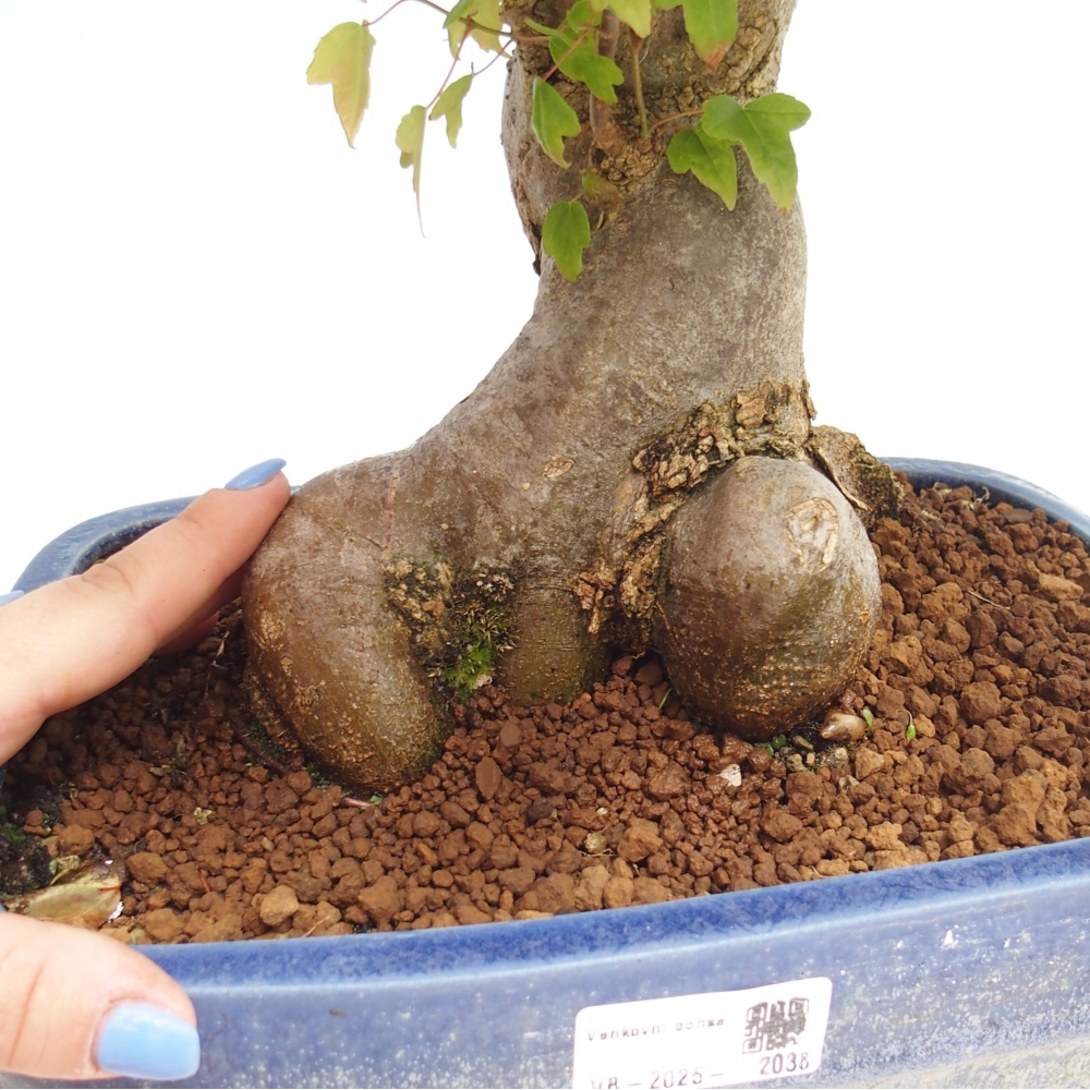 Vonkajšie bonsai - Javor Buergerianum - Javor Burgerův