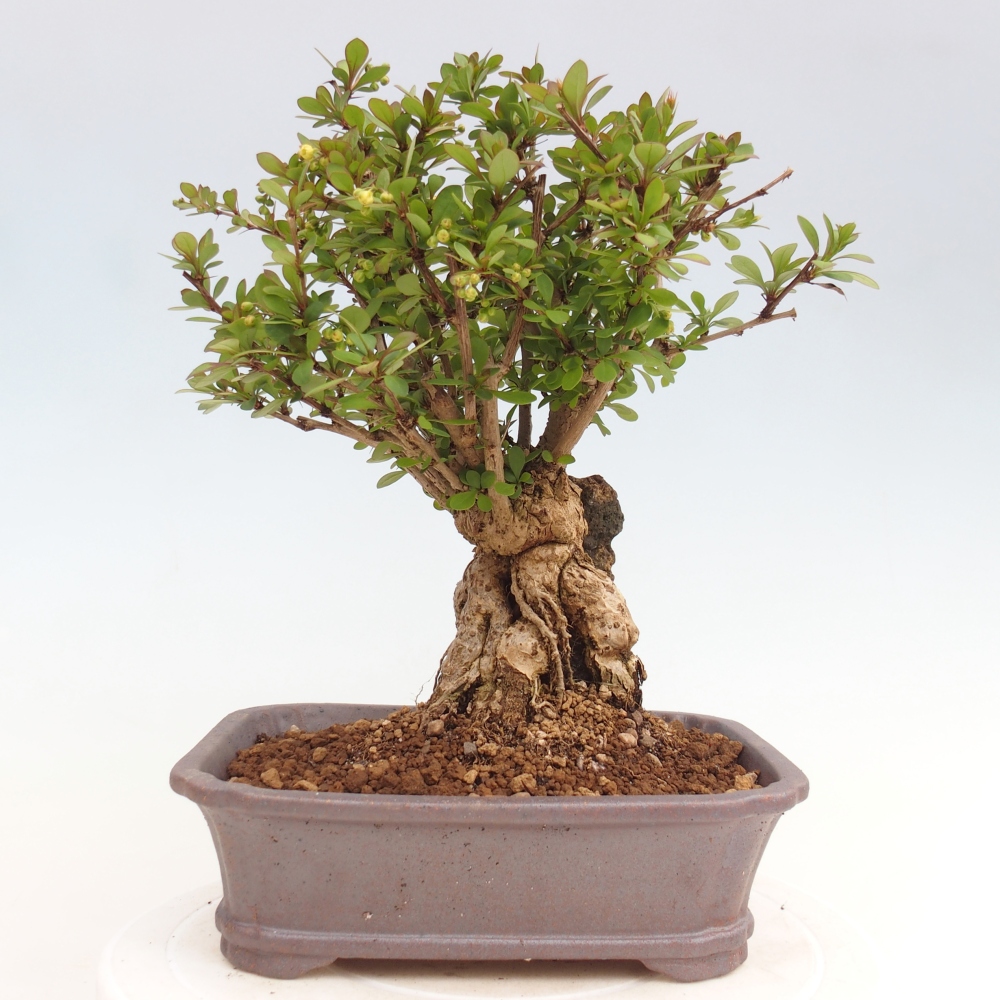 Vonkajšie bonsaje - Berberis coreana