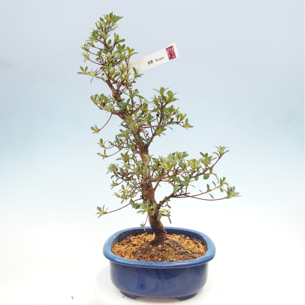 Vonkajšie bonsaje - Japonská azalka - Azalka MURASAKI