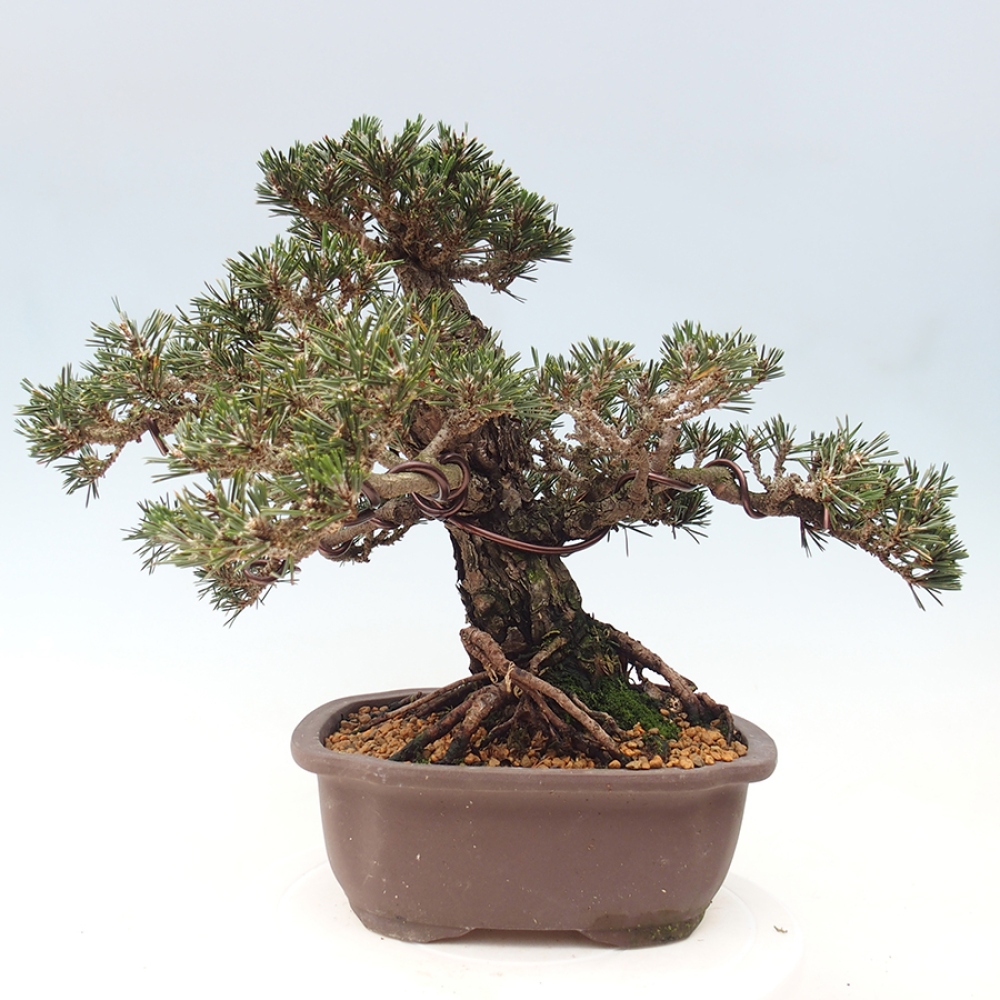 Vonkajší bonsaj - Pinus thunbergii Kotobuki - borovica Thunbergova