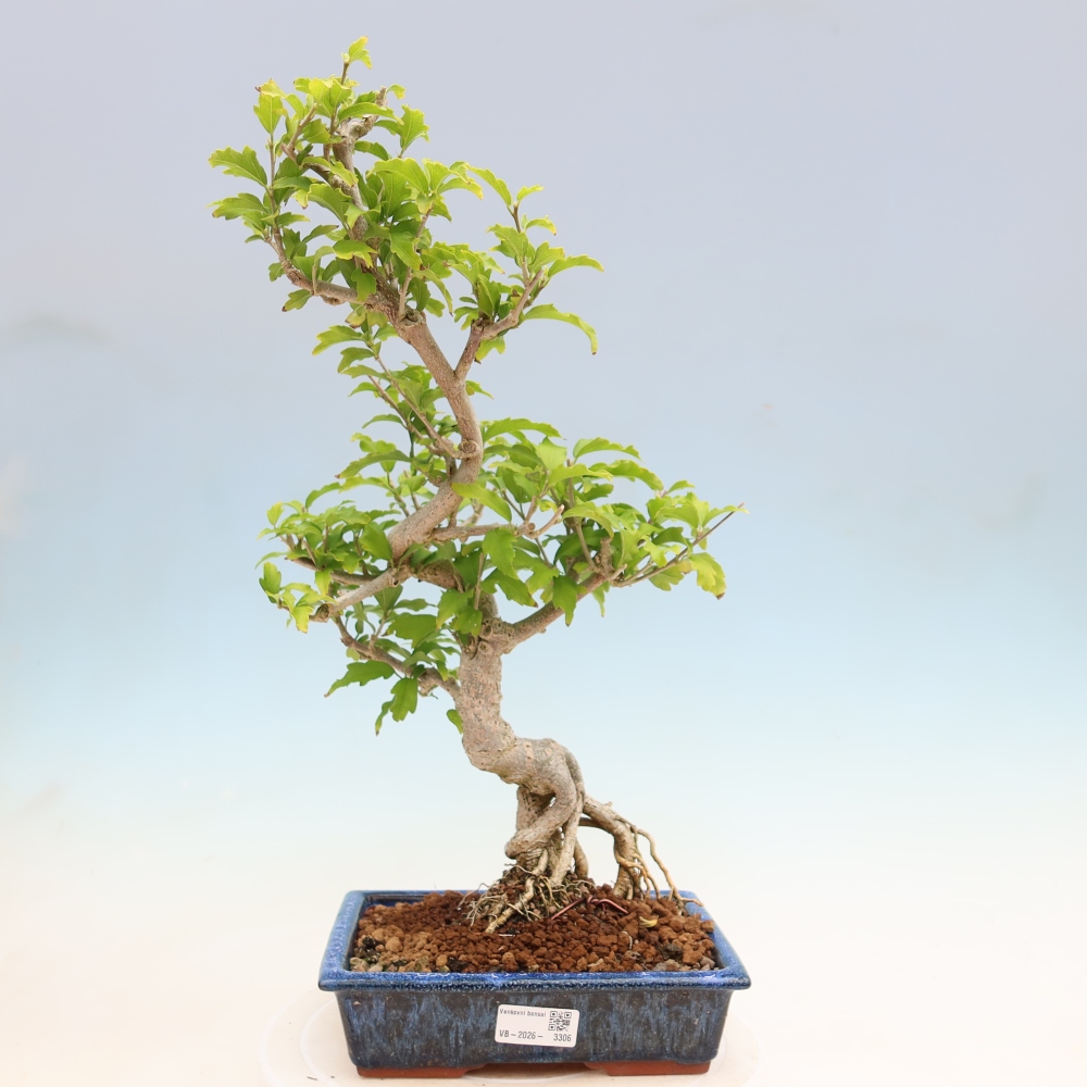 Vonkajší bonsai – Hibiscus syriacus – ibištek sýrsky