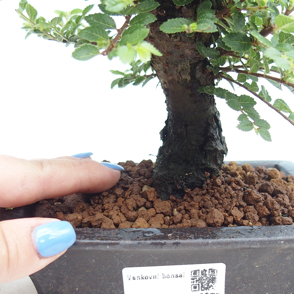 Vonkajší bonsai - Ulmus parvifolia Hokkaido - brest Čínsky