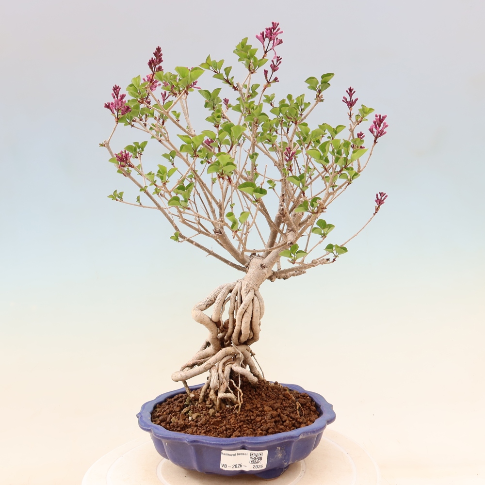 Vonkajší bonsaj - Syringa microphylla - drobnokvetý šeřík