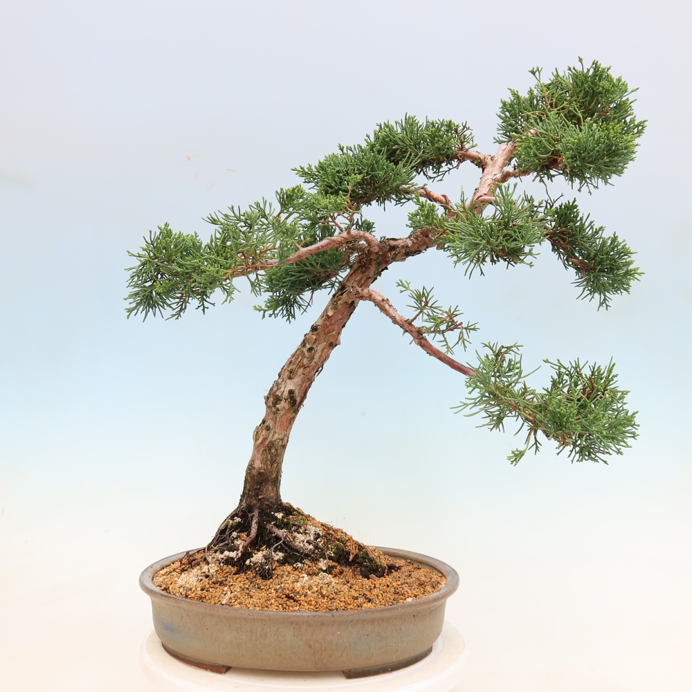 Vonkajší bonsaj - Juniperus chinensis Kishu