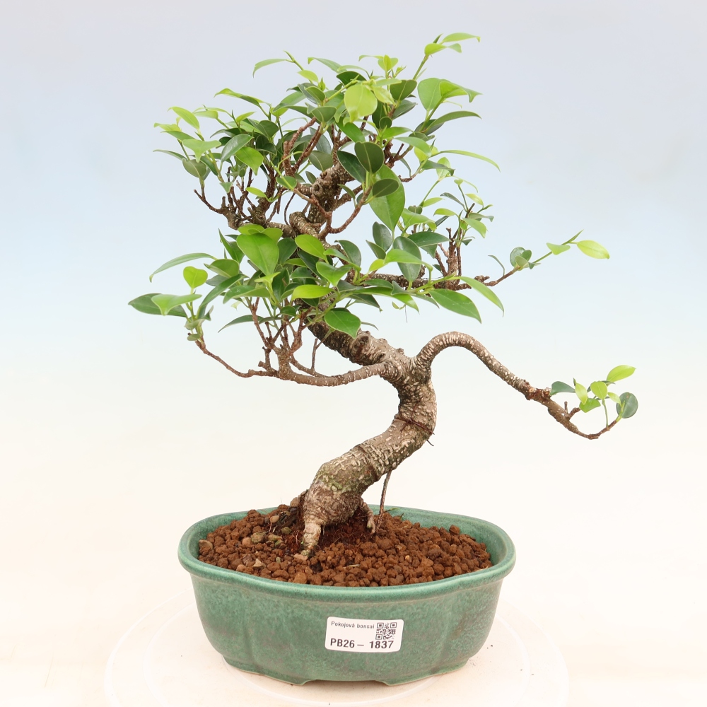 Izbový bonsaj - Ficus retusa - drobnolistý fikus