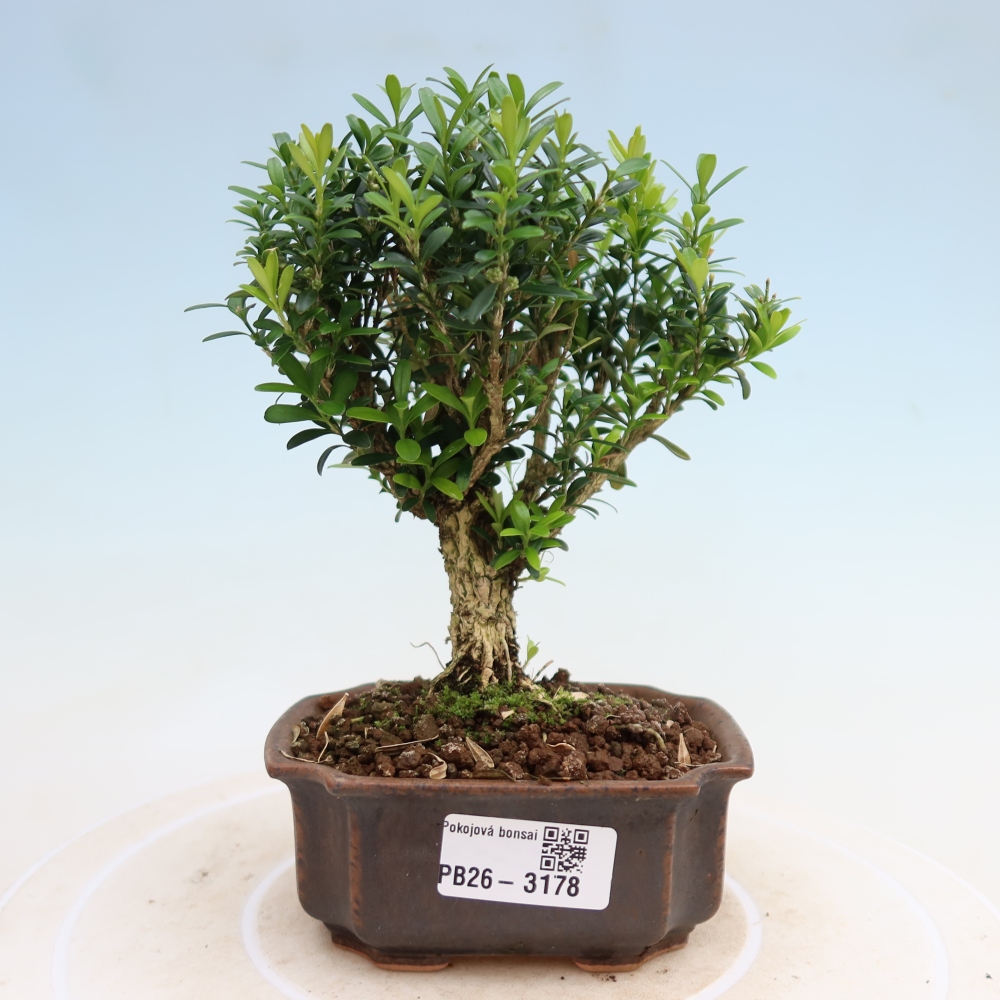 Izbové bonsaje - Buxus harlandii - korkový buxus