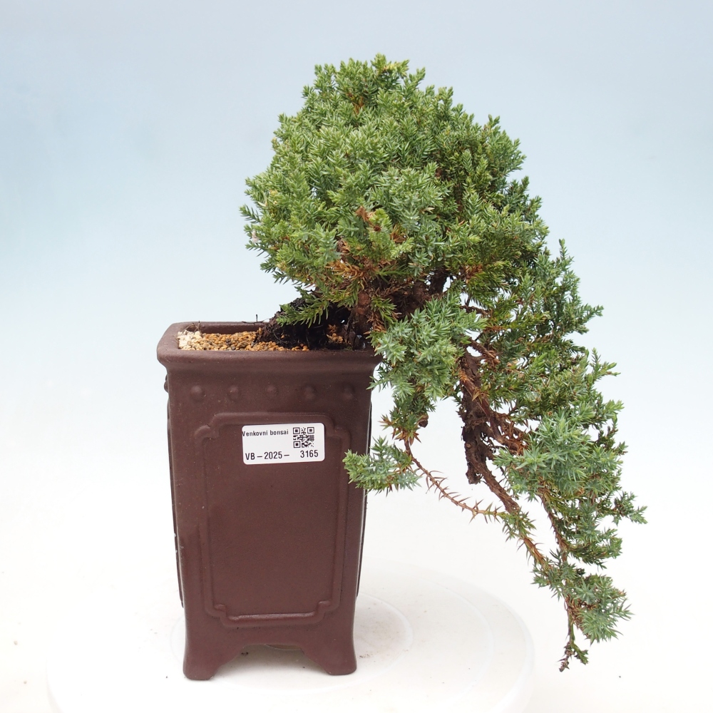 Vonkajší bonsai - Juniperus procumbens - Borievka polehavá