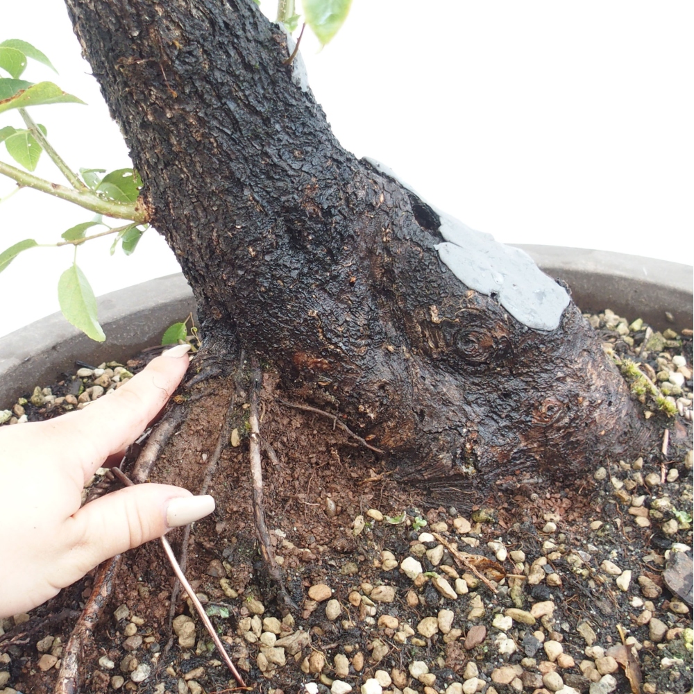 Vonkajšie bonsai - Mahalebka - Prunus mahalieb