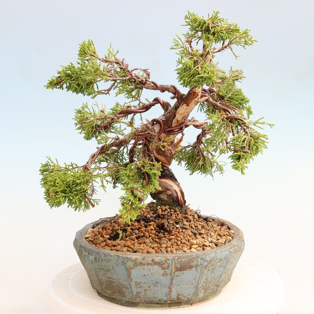 Vonkajší bonsai – Juniperus chinensis Itoigawa – čínsky jalovec