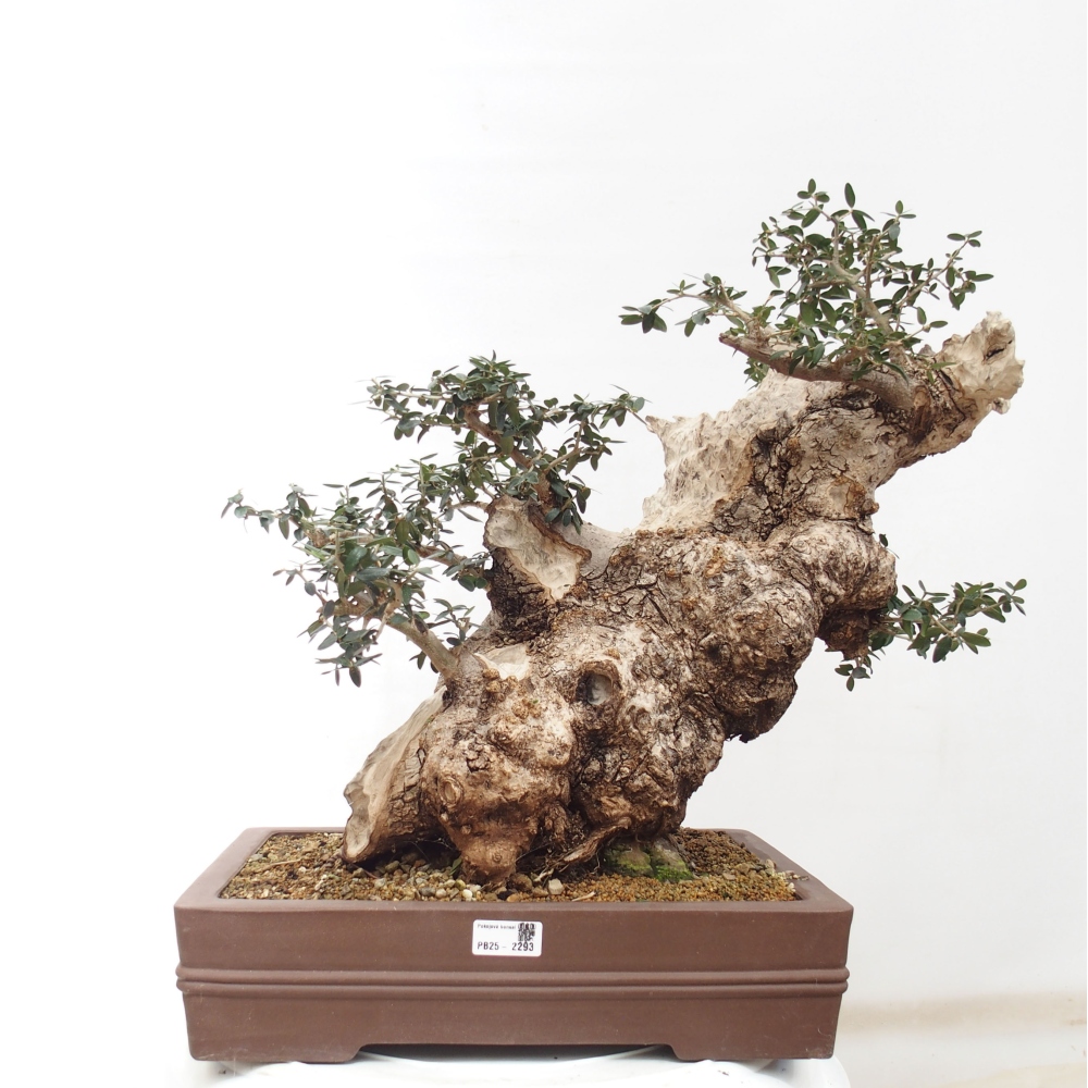 Izbová bonsai - Olea europaea sylvestris -Oliva evropská drobnolistá