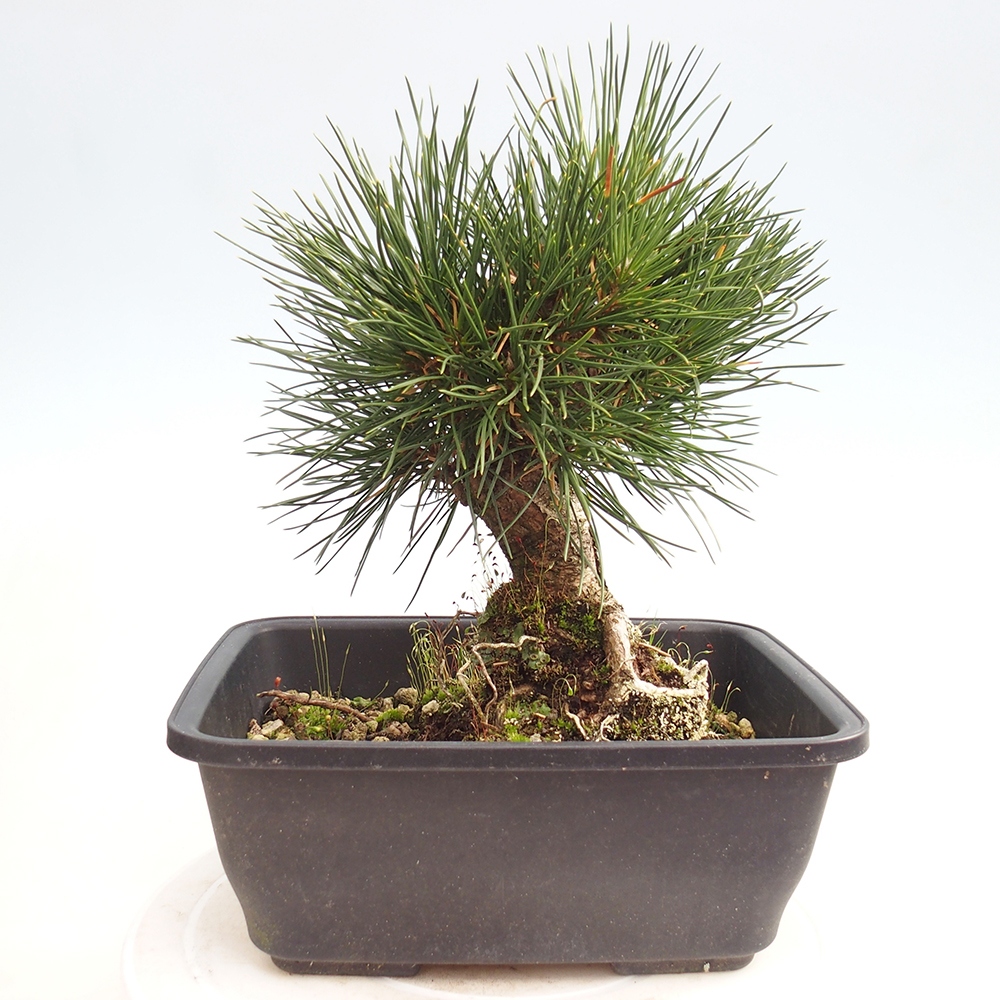 Vonkajšie bonsaje - Pinus thunbergii - borovica Thunbergova