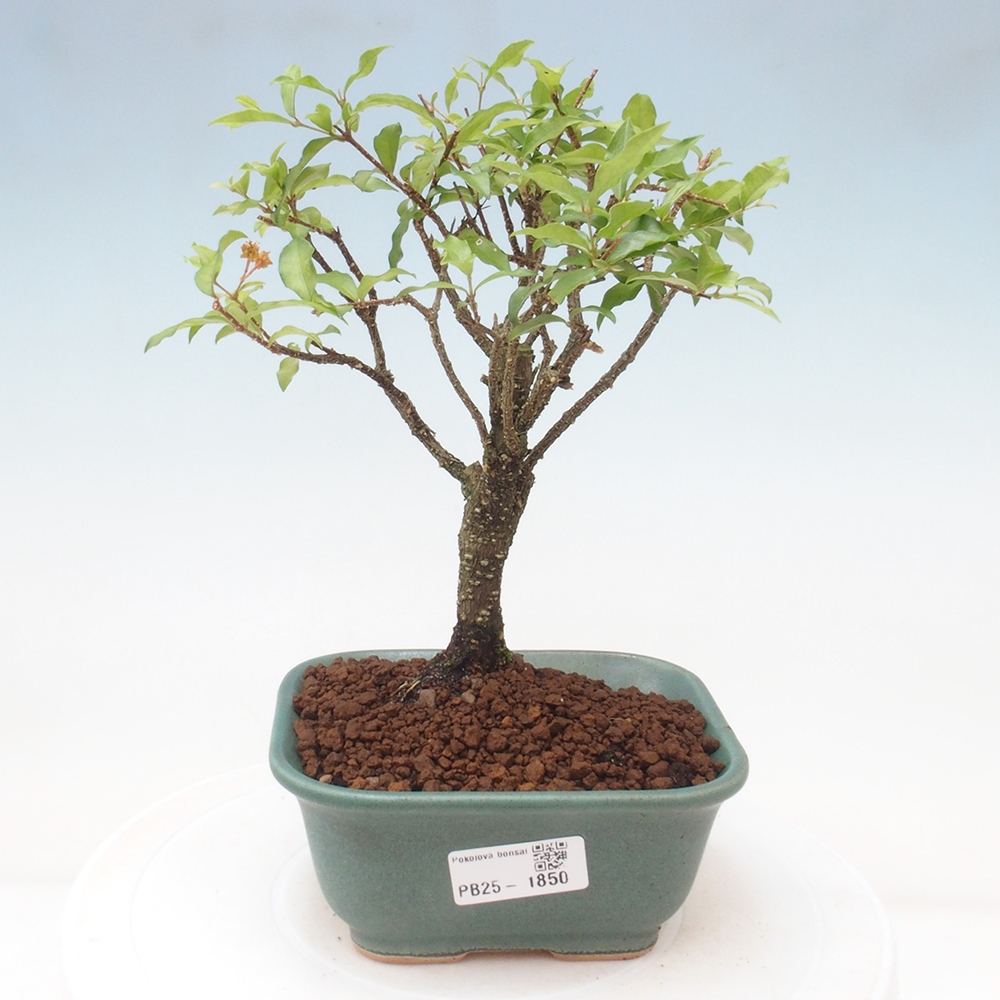 Izbová bonsai - Malpighia coccigera- Barbdorská čerešňa