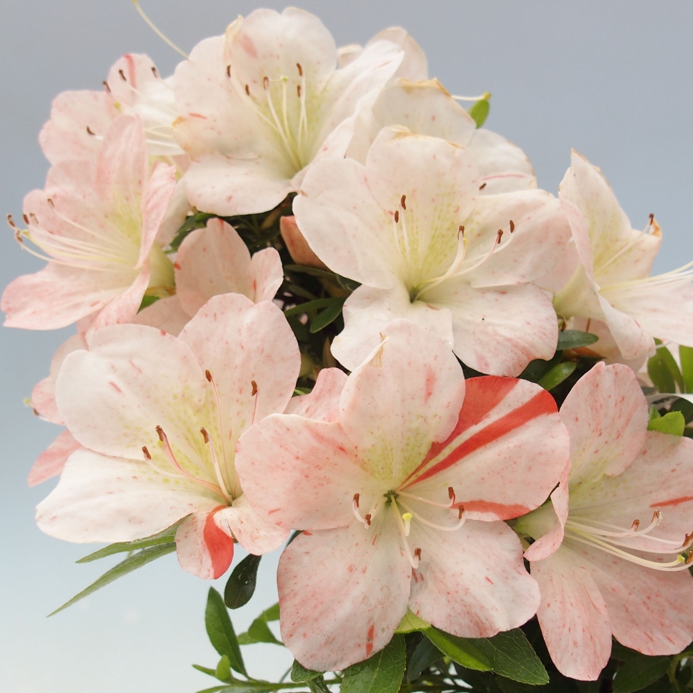 Vonkajší bonsai - Japonská azalka -  Azalea Asazakura