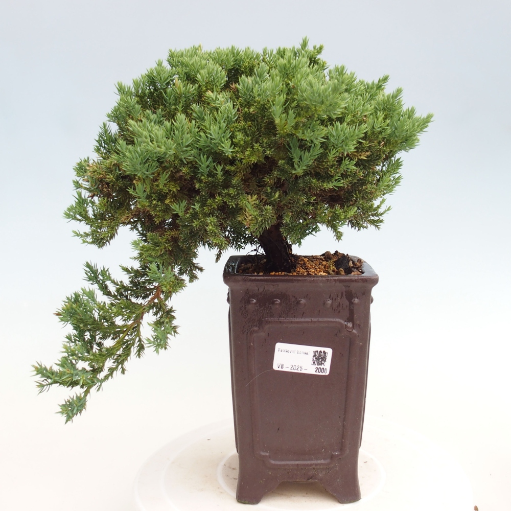 Vonkajší bonsai - Juniperus procumbens - Borievka polehavá