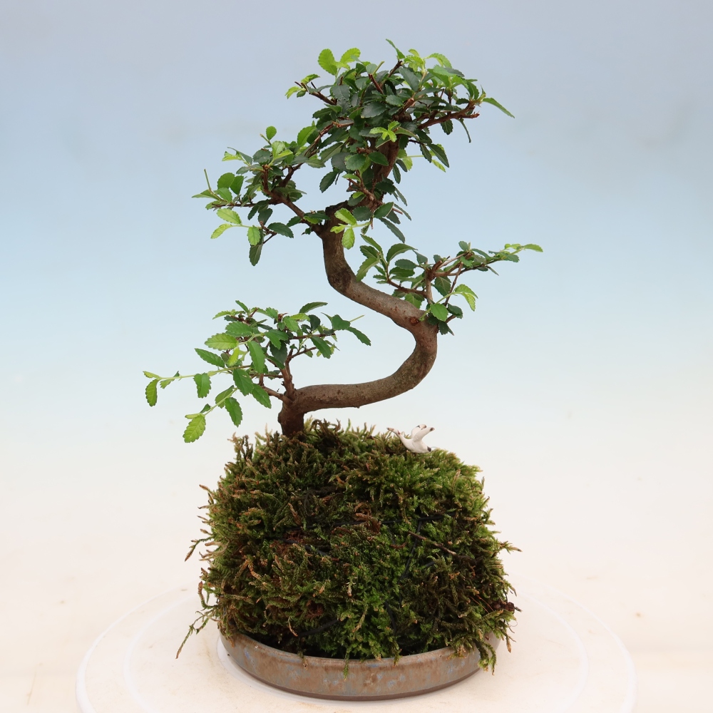 Kokedama s miskou – Ulmus parvifolia – jaseň malolistý
