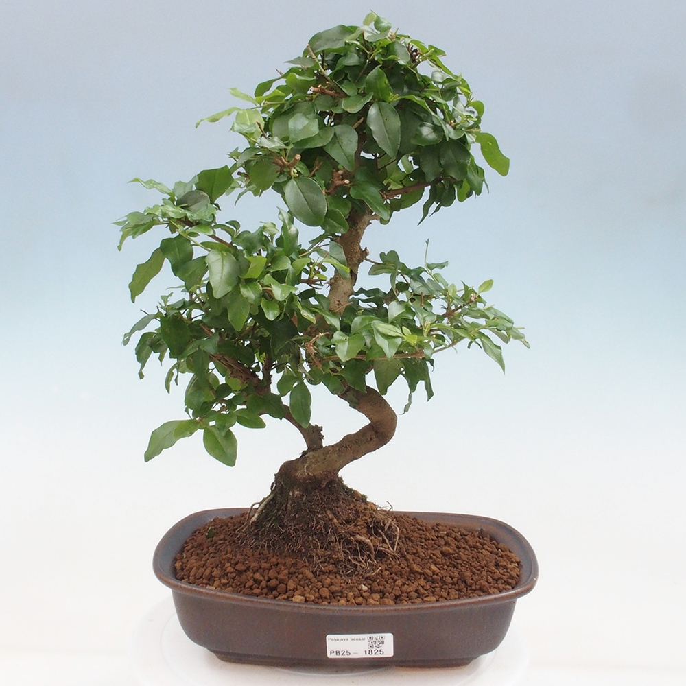 Izbová bonsai -Ligustrum chinensis - Vtáčí zob