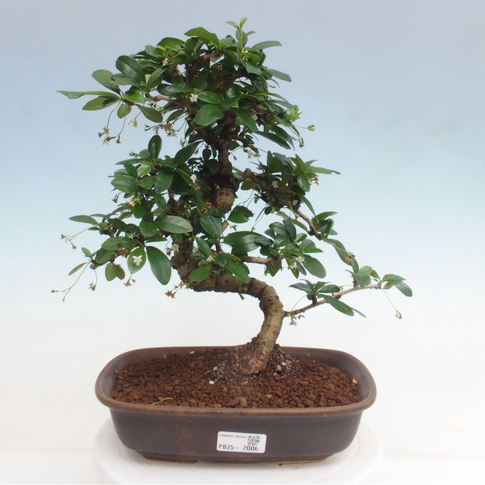 Izbová bonsai - Carmona macrophylla - Čaj fuki