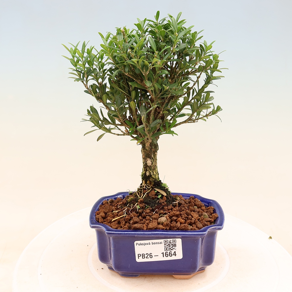 Izbové bonsaje - Buxus harlandii - korkový buxus