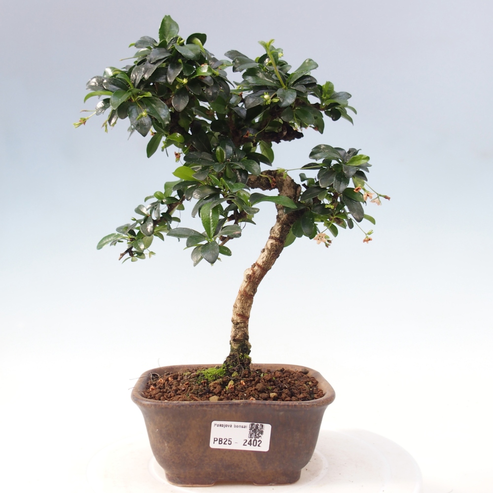 Izbová bonsai - Carmona macrophylla - Čaj fuki