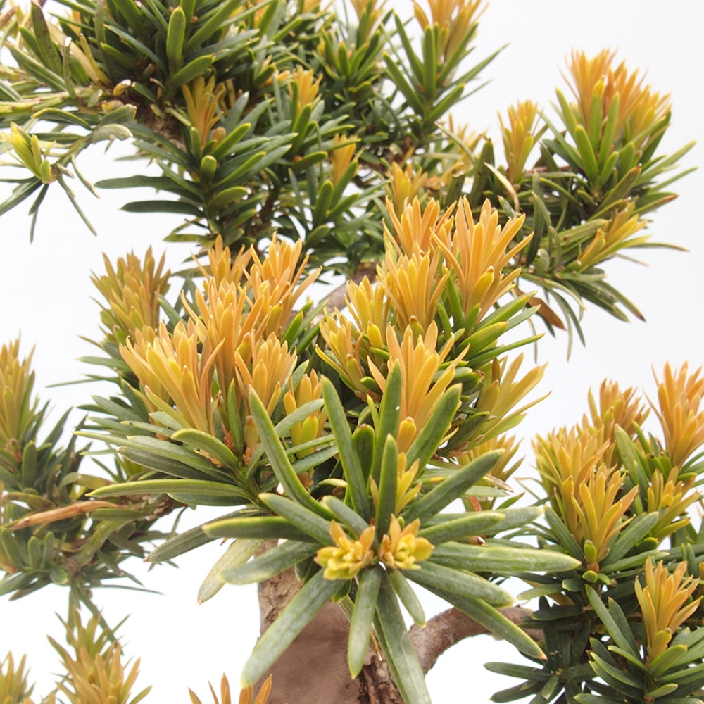 Vonkajší bonsai - Taxus cuspidata - Tis japonský