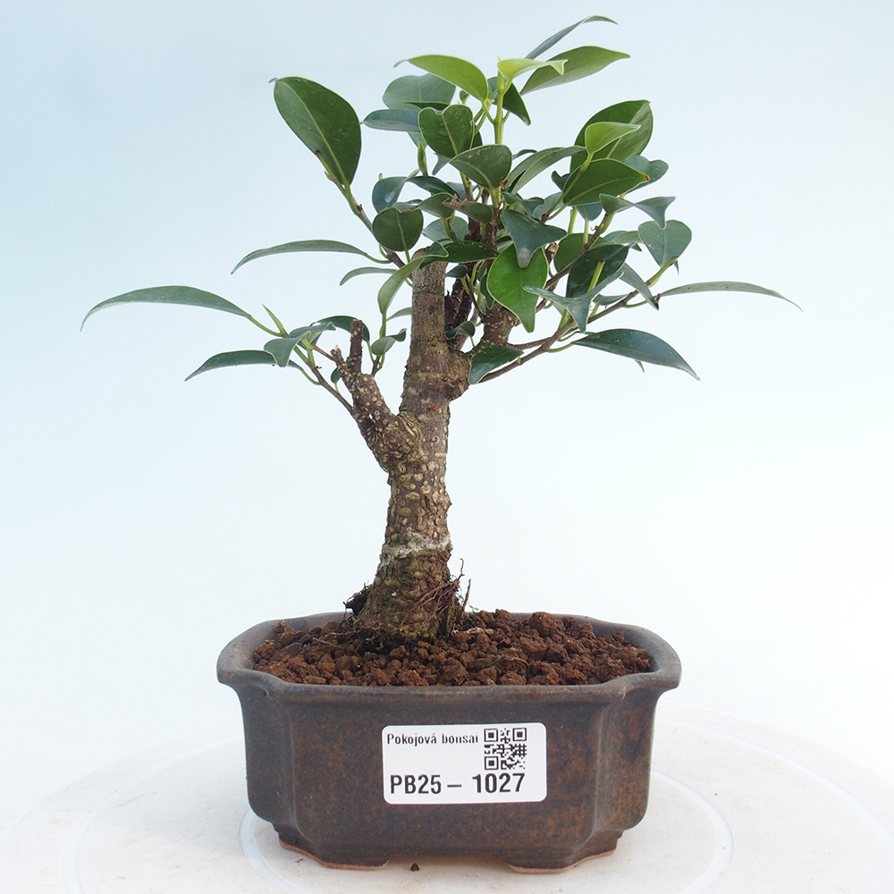 Izbová bonsai - Malolistý fikus - Ficus kimmen