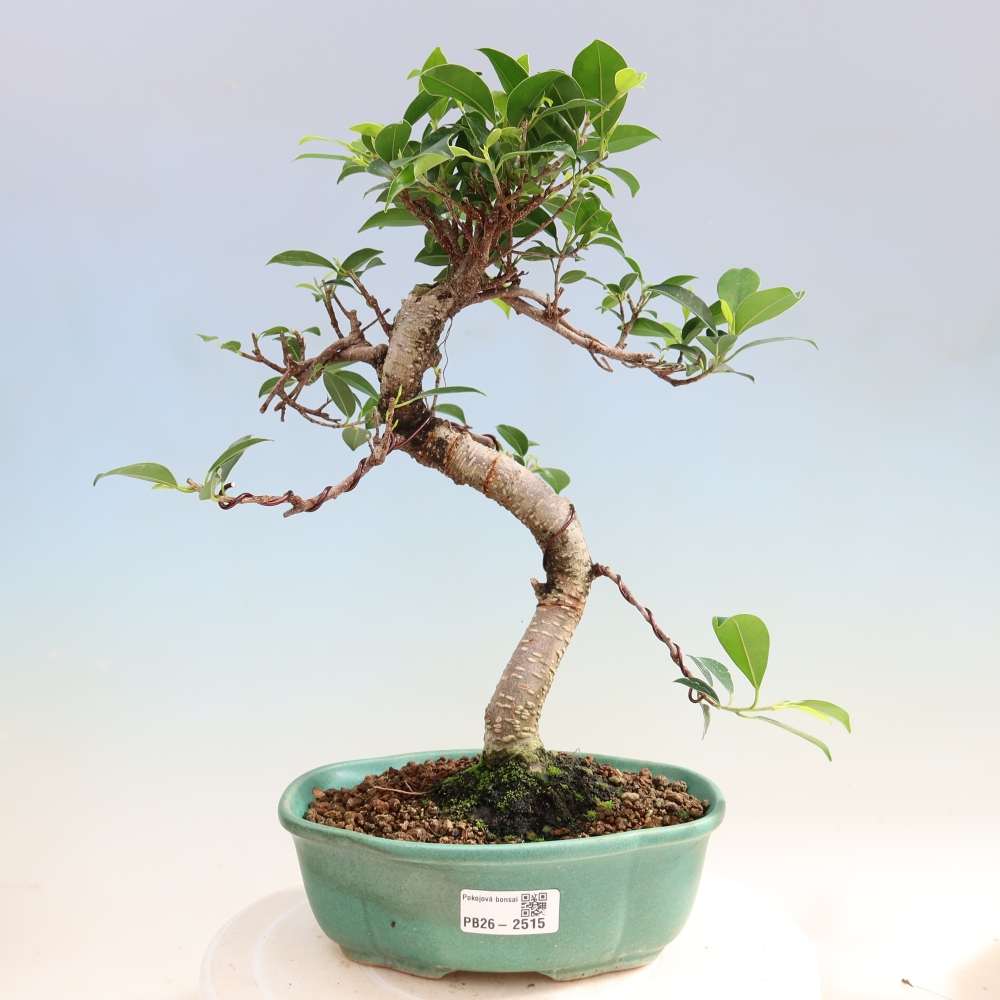Izbový bonsaj - Ficus retusa - drobnolistý fikus