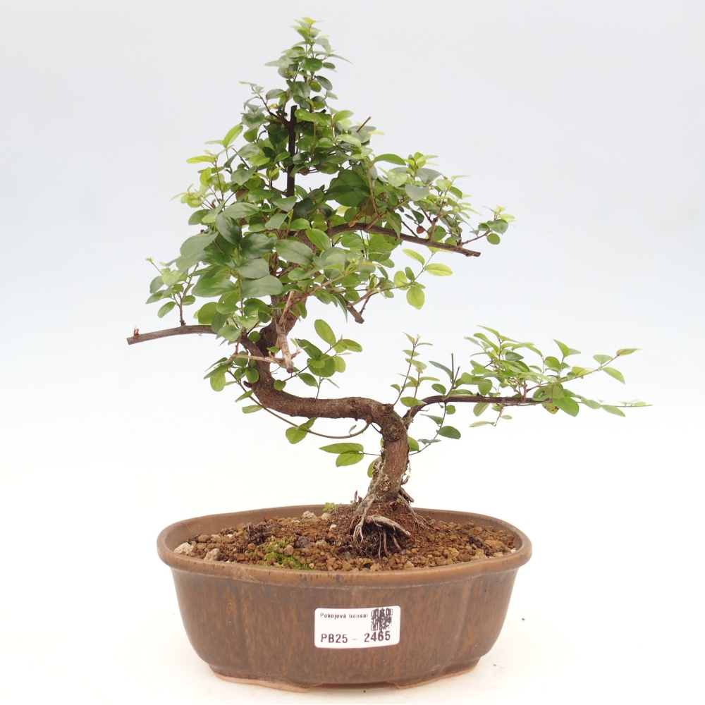 Izbová bonsai - Sagerécia thea - Sagerécia thea