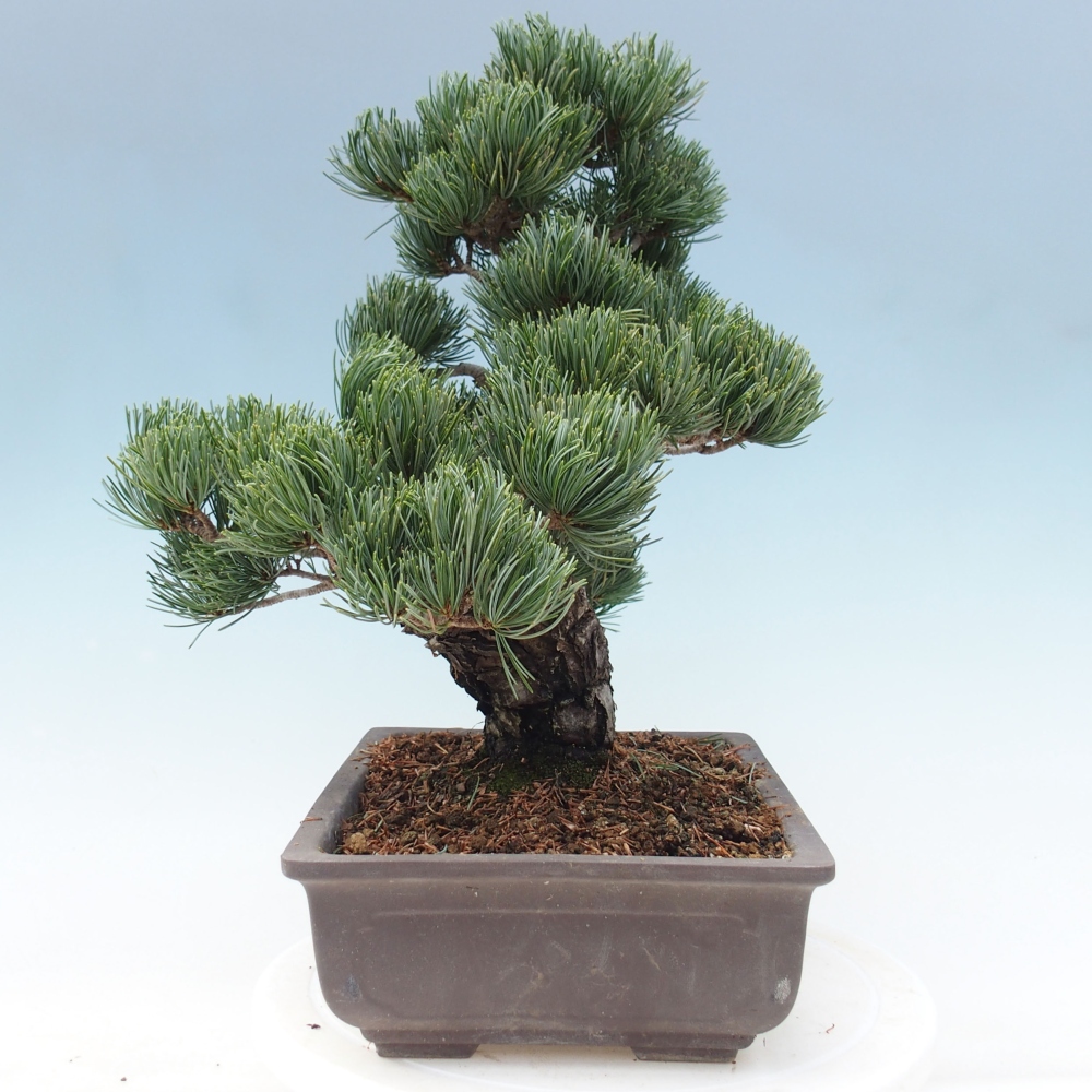 Vonkajšie bonsai - Pinus parviflora - Borovica drobnokvetá