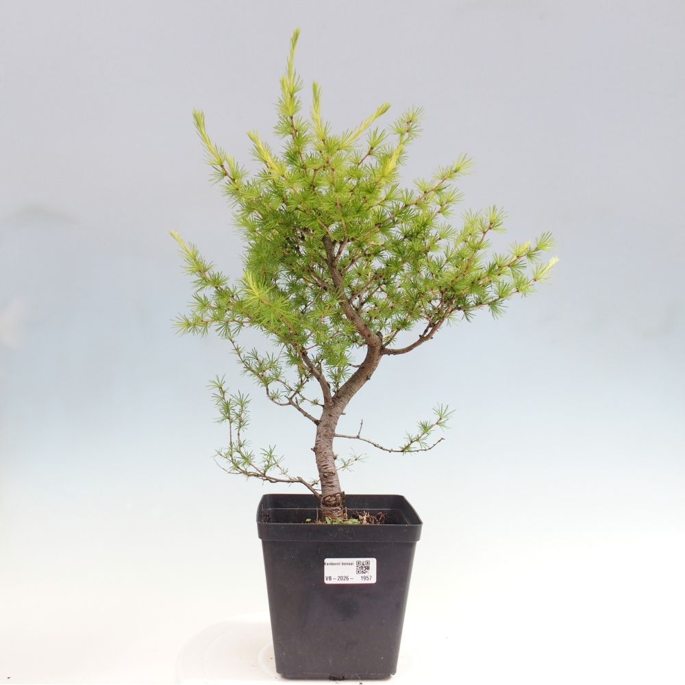 Vonkajšie bonsaje -Larix decidua - Smrekovec
