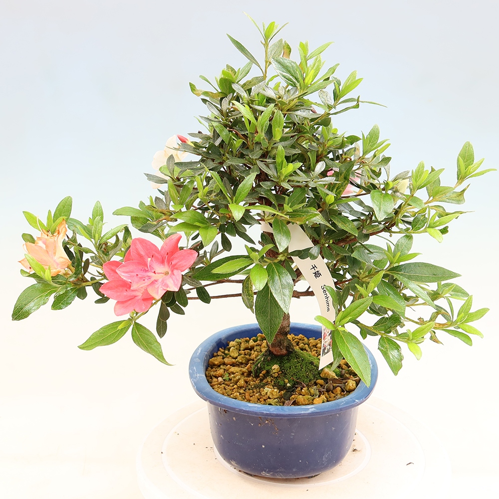 Vonkajšie bonsaje - Japonské azalky - Azalea Senhime