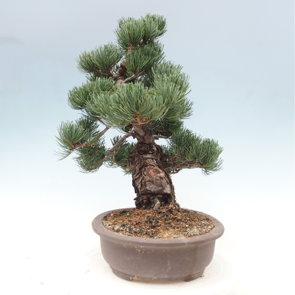Vonkajšie bonsai - Pinus parviflora - Borovica drobnokvetá