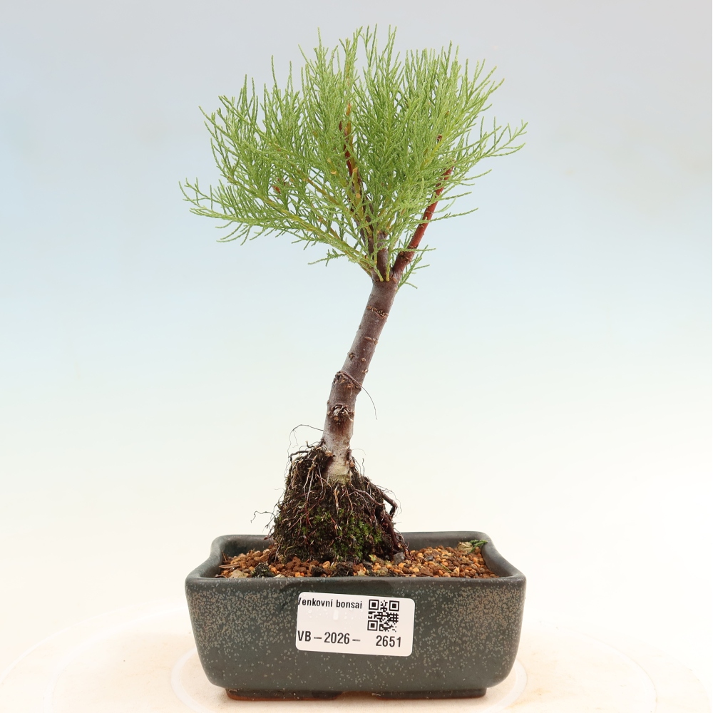 Vonkajšie bonsaje – Tamaryšek – Tamarix