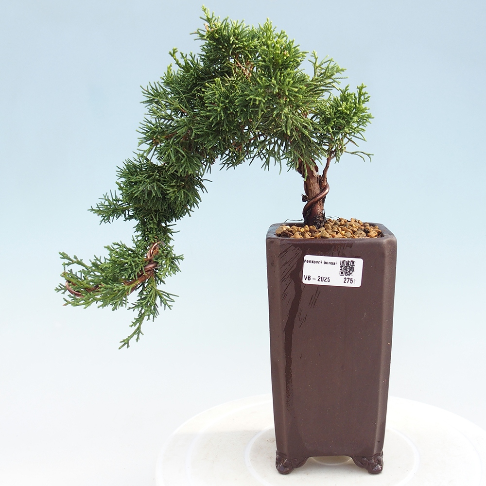 Vonkajší bonsai - Juniperus chinensis Kishu -Jalovec čínsky