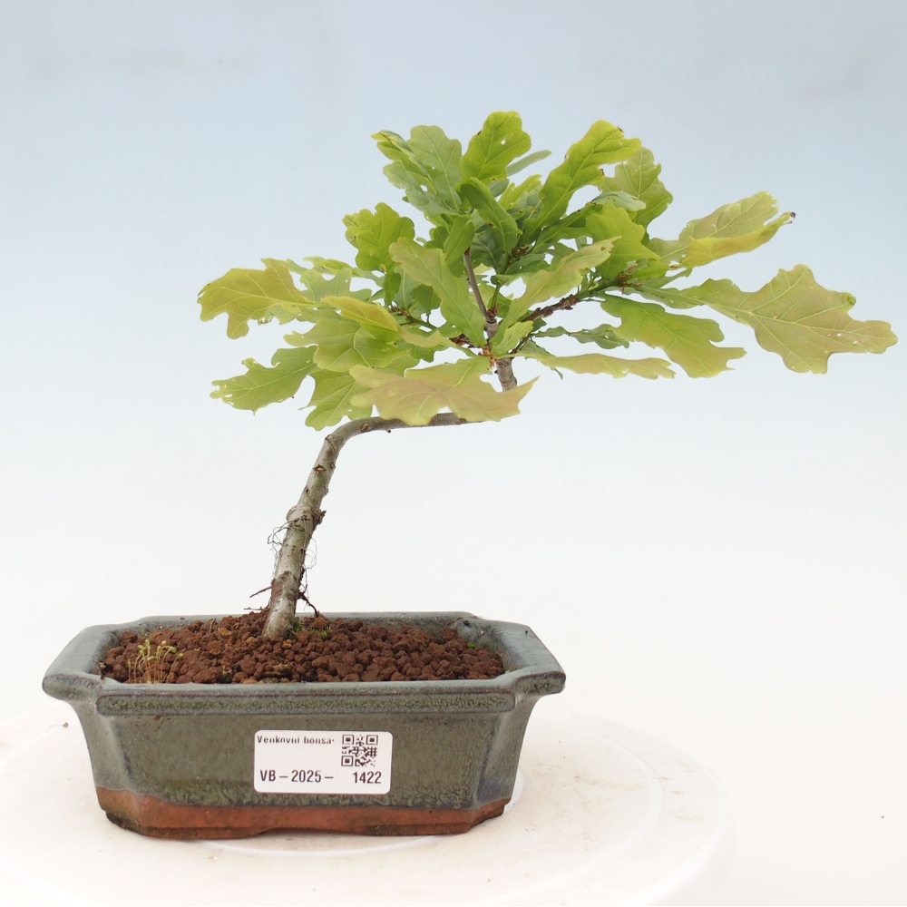 Vonkajšie bonsai - Quercus robur - Dub letný